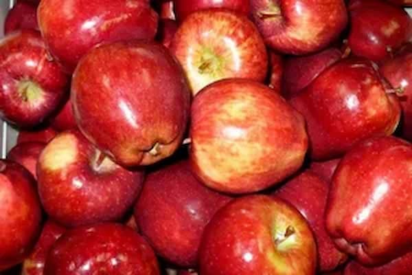 تصویر 3 از خرید و قیمت سیب قرمز گرنی اسمیت + فروش عمده